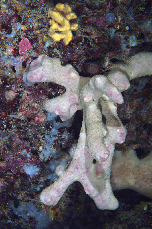 Ircinia in grotta